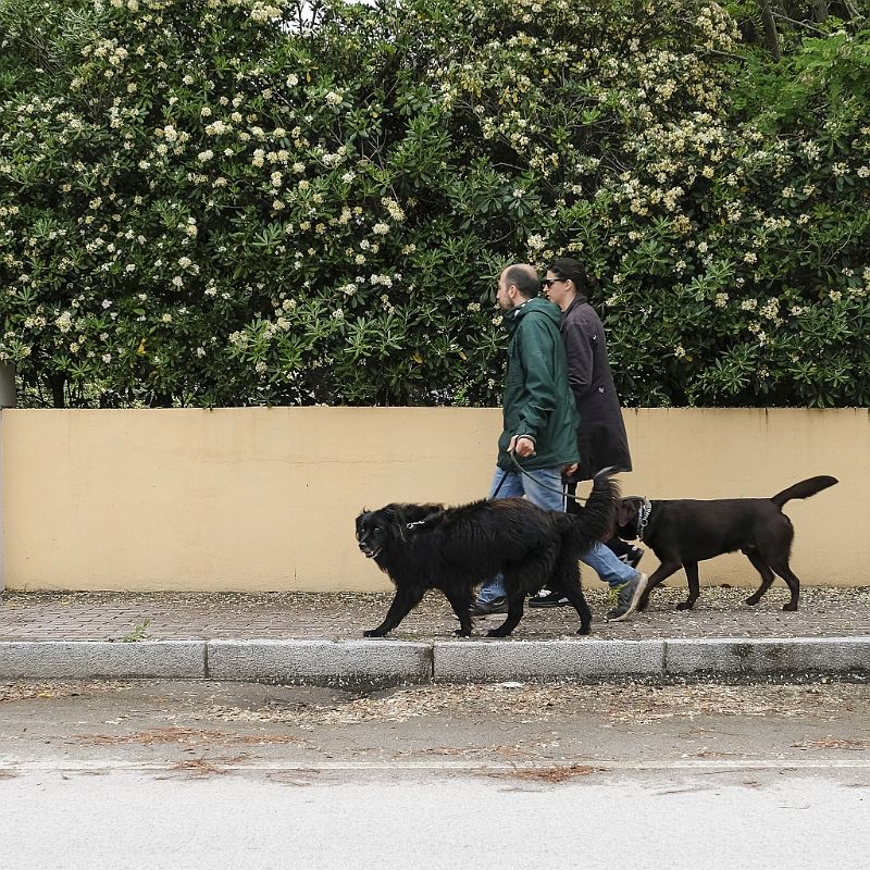 Walking with my dog (11).JPG